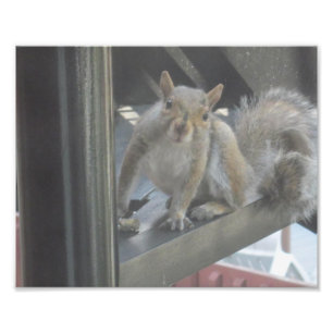 Squirrel Sitting On A Step Photo Print