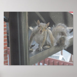 Squirrel Sitting On A Step Poster