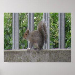 Squirrel sitting on the fence Print
