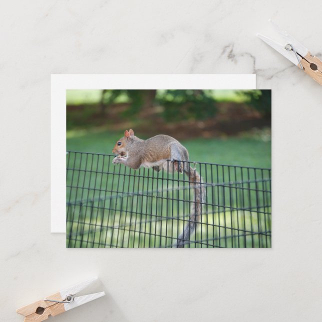 Squirrel Snacking Greeting Card (Front/Back In Situ)