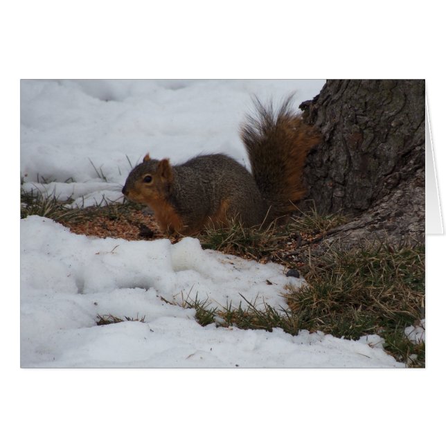 Squirrel & Snow (Front Horizontal)