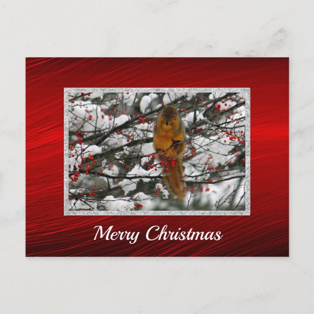 Squirrel Snow Berry Tree Photo Christmas Postcard (Front)