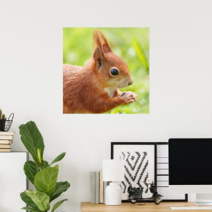 Squirrel Sparkle in the Sun Poster