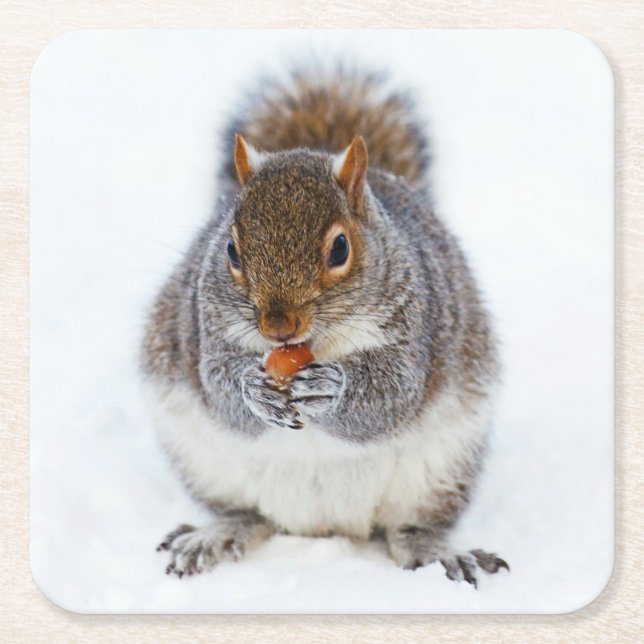Squirrel Square Paper Coaster (Front)