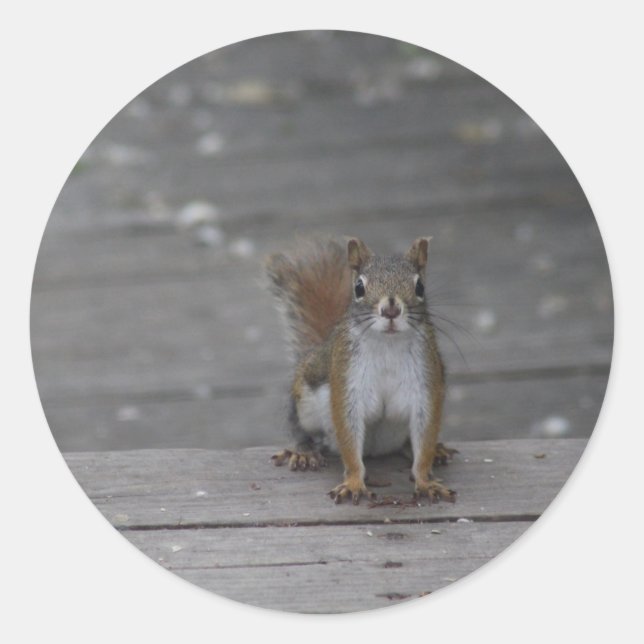 Squirrel sticker (Front)