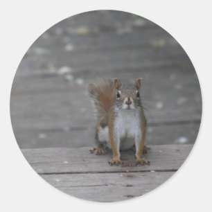 Squirrel sticker
