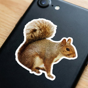Squirrel Sticker