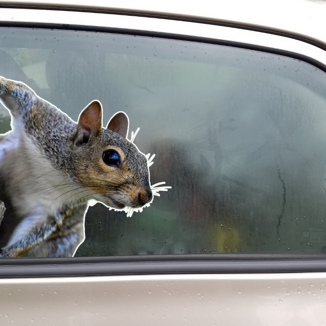 Squirrel Sticker (Squirrel Sticker)
