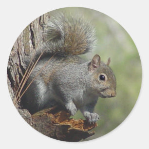 Squirrel Sticker 2