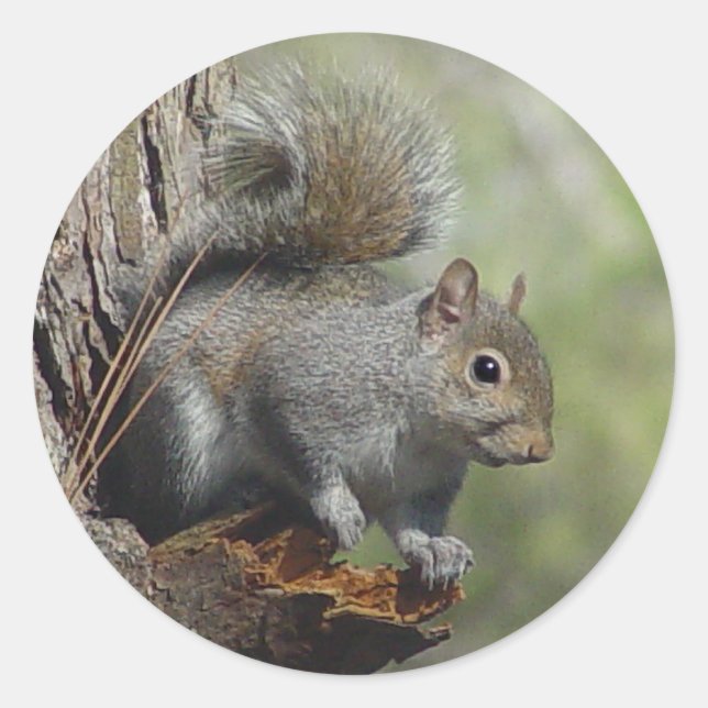 Squirrel Sticker 2 (Front)