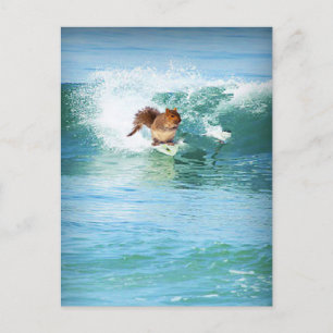 Squirrel Surfer On The Sea Postcard