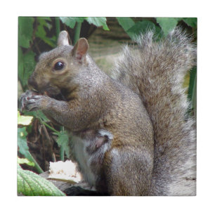 Squirrel Tile