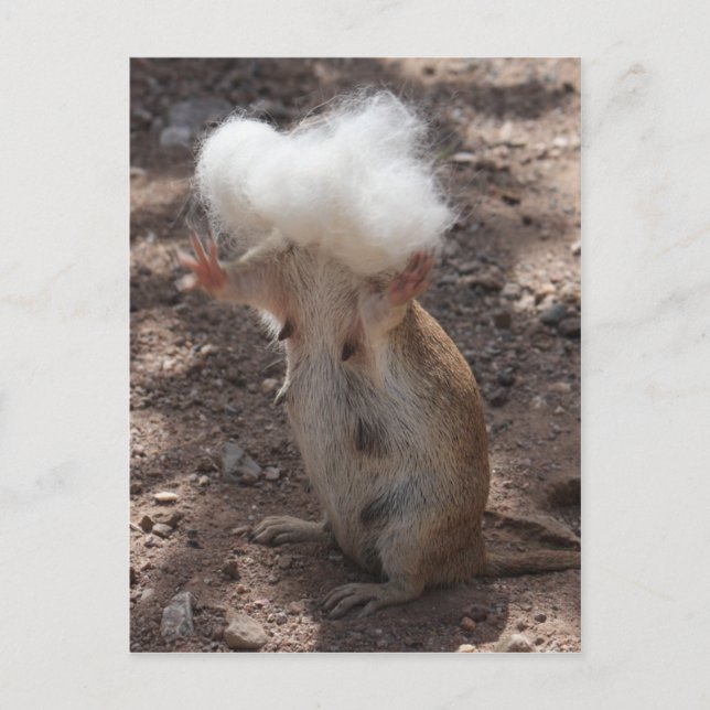 Squirrel vs. Samoyed Fur Postcard (Front)