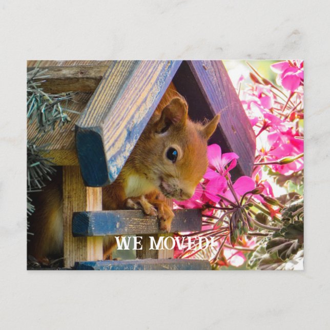  Squirrel We Moved Postcard (Front)