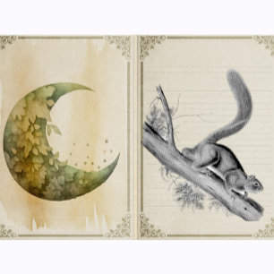 Squirrel Wild Animals Vintage Illustration Rubber Stamp