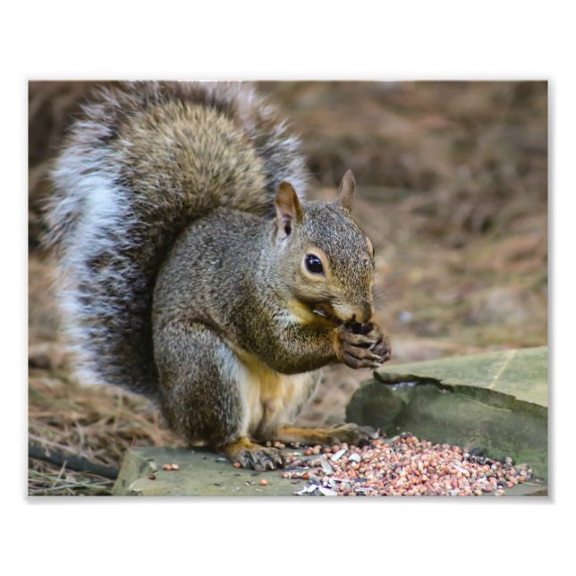 Squirrel Wildlife Photography Photo Print (Front)