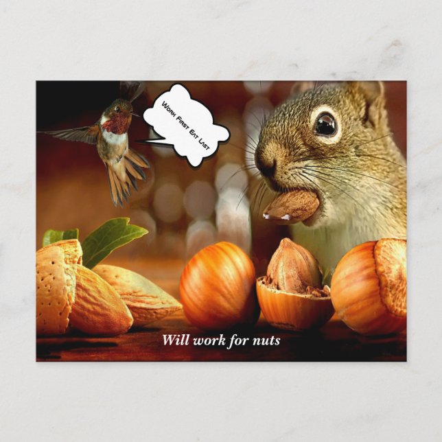 Squirrel will work for nuts Postcard (Front)