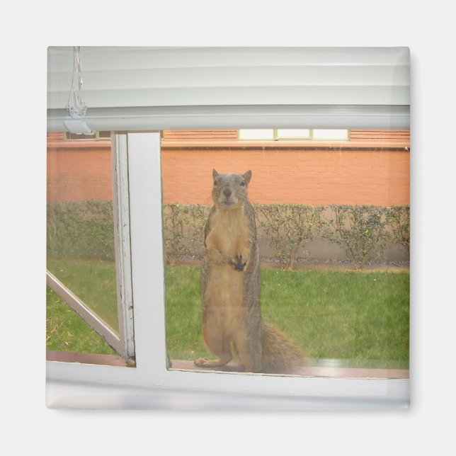 Squirrel Window magnet (Front)