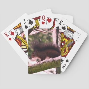 Squirrel Winter Photo Classic Playing Cards