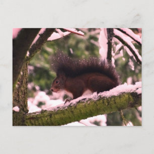 Squirrel Winter Photo Postcard