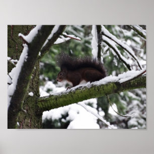 Squirrel Winter Photo Value Poster Paper (Matte)