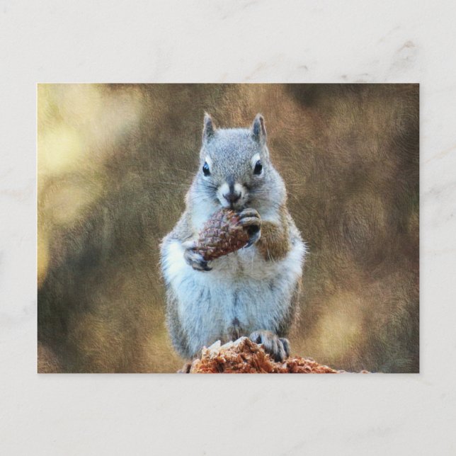 Squirrel with a Pine Cone Postcard (Front)