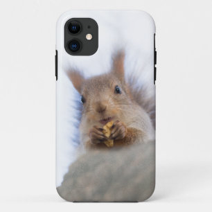 Squirrel with a walnut iPhone 11 case