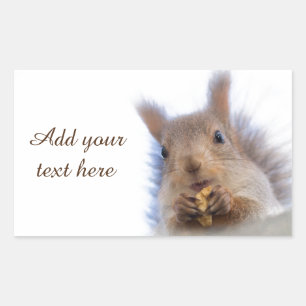 Squirrel with a walnut rectangular sticker