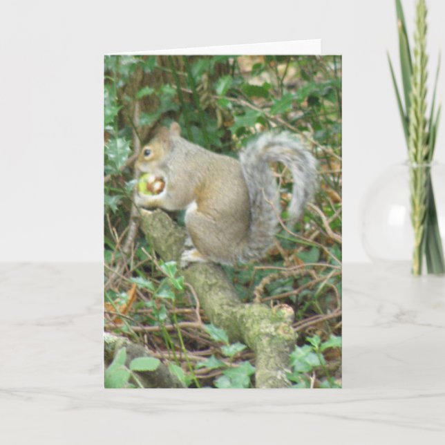 Squirrel with Acorn Greeting Card (Front)