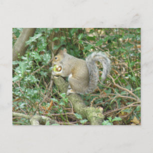 Squirrel with Acorn Postcard