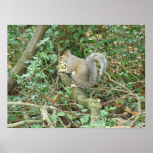 Squirrel with Acorn Print