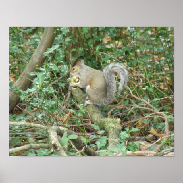 Squirrel with Acorn Print (Front)
