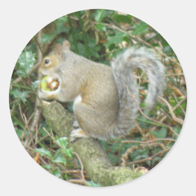 Squirrel with Acorn Sticker (Front)