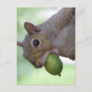 Squirrel With Full Mouth Postcard