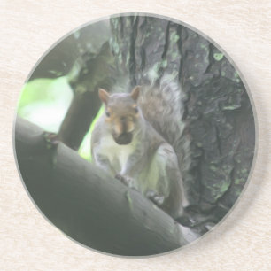Squirrel With Nut Animal Nature Coaster