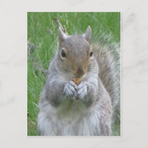 Squirrel With Nut Postcard
