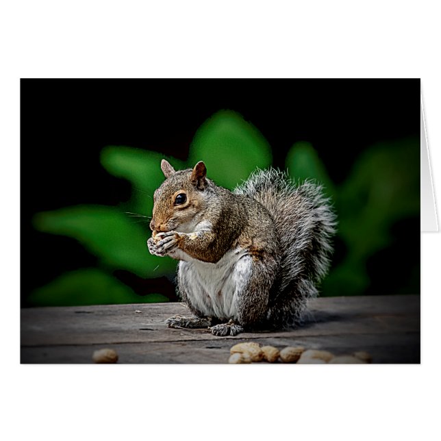 Squirrel with peanuts (Front Horizontal)