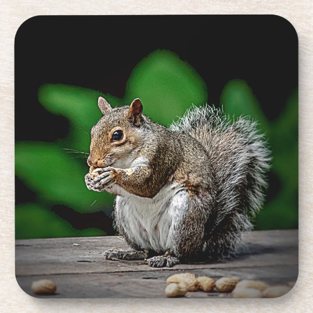 Squirrel with peanuts coaster (Front)