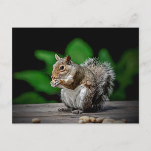 Squirrel with peanuts postcard