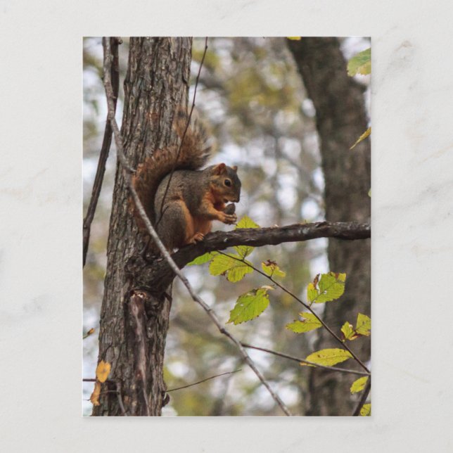 Squirrel with Walnut Postcard (Front)