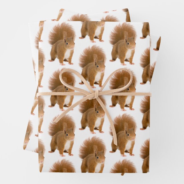 Squirrel  wrapping paper sheet (In situ)