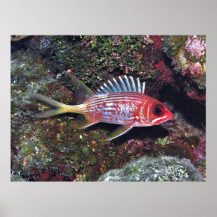 Squirrelfish Poster