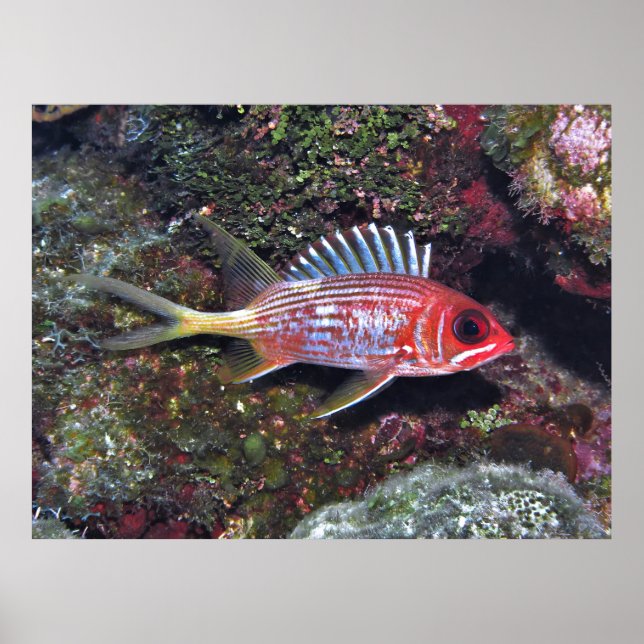 Squirrelfish Poster (Front)
