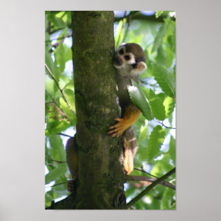 Squirrelmonkey poster
