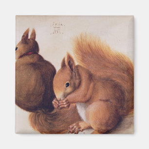 Squirrels, 1512 magnet