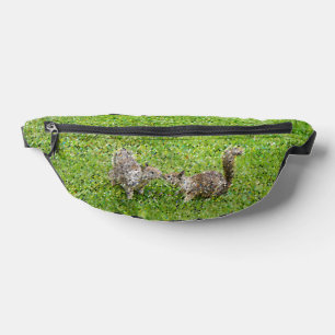 Squirrels bum bags