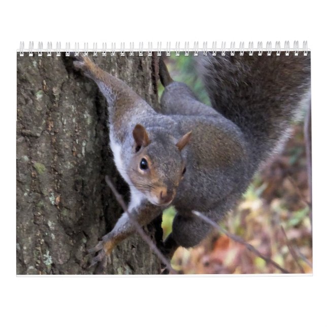 Squirrels of Saltus Fidelis Calendar (Back)