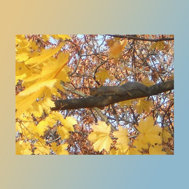 Squirrel's Zen Moment  Postcard (Creator Uploaded)