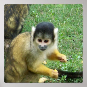 Squirrrel Monkey Poster