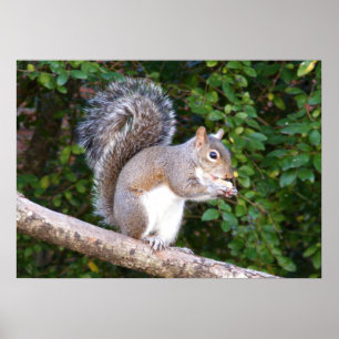 Squrrel Eating Bread Poster